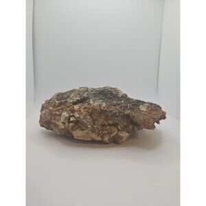 Natural Petrified Wood Raw Specimen Uncut Unpolished w/ Moss Washington State